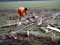 Drwal w pomarańczowym stroju używa piły łańcuchowej do cięcia powalonego drzewa.