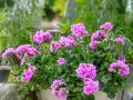 Kaskadowa pelargonia w donicy, obsypana mnóstwem różowych kwiatów.
