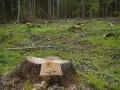 Kupa świeżo ściętych pni drzew w lesie, z widocznymi śladami wycinki.