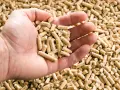 Dłoń trzyma garść pelletu drzewnego. Tło to zasypane pelletem pole. Zastanawiasz się, jaki pellet najlepszy?