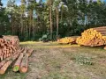 Jak uzasadnić wniosek o wycięcie drzewa, aby uniknąć problemów?