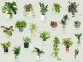 Rośliny do ciemnego pokoju: Monstera, Zamioculcas, Aglaonema, Sansevieria i inne zielone piękności.