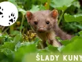 Urocza kuna z rudawym futerkiem wychyla się z zielonych liści. Obok jej śladów łapek.