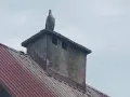 Co oznacza bocian na dachu domu? Symbolika szczęścia i ochrony