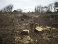 Obszar na którym wycięto drzewa w lesie - skutki i kontrowersje
