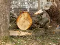 Jak napisać podanie o wycięcie drzewa na cmentarzu, aby uniknąć problemów