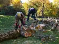 Wycinka drzew jaki VAT? Poznaj różnice między stawkami 8% a 23%