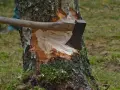 Jak zapobiec wycince drzew i chronić naszą przyrodę przed zniszczeniem
