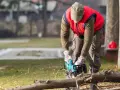 Wycinka drzew - czy naprawdę potrzebne jest pozwolenie?
