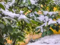 Zielona laurowiśnia zimą, pokryta białym puchem śniegu. Gałązki i liście tworzą zimowy krajobraz.