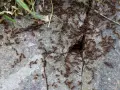 Mrówki maszerują do swojego gniazda w szczelinie kamienia. Szukasz sposobu, jak znaleźć gniazdo mrówek w domu? Obserwuj ich ścieżki.
