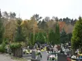 Kto płaci za wycinkę drzew na cmentarzu? Sprawdź, kto ponosi koszty