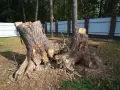Wycinka drzew bez zezwolenia – jak skutecznie zgłosić naruszenie