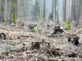 Co powoduje wycinkę drzew? Poznaj zagrożenia i skutki dla środowiska