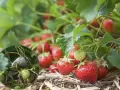 Zbliżenie na gnijącą truskawkę, ilustrującą choroby truskawek. W tle dojrzewające owoce.