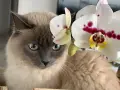 Kot z niebieskimi oczami obok białej orchidei. Czy storczyk jest trujący dla kota? Nie, storczyki są bezpieczne dla kotów.