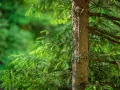 Fragment pnia drzewa iglastego na tle zielonego lasu.