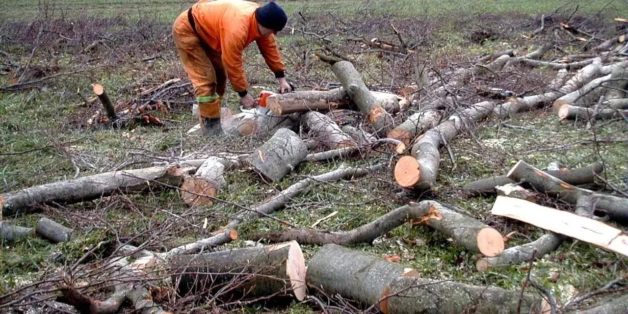 Drwal w pomarańczowym stroju używa piły łańcuchowej do cięcia powalonego drzewa.