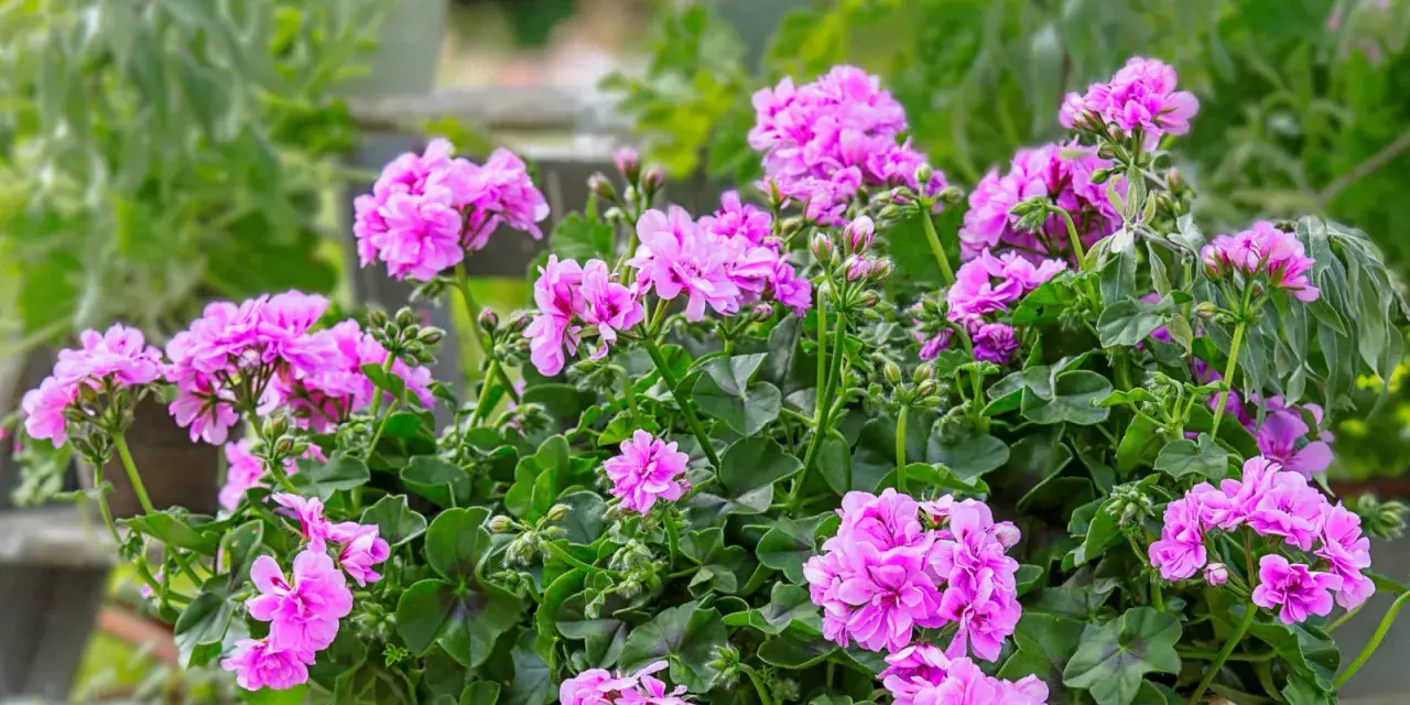 Kaskadowa pelargonia w donicy, obsypana mnóstwem różowych kwiatów.