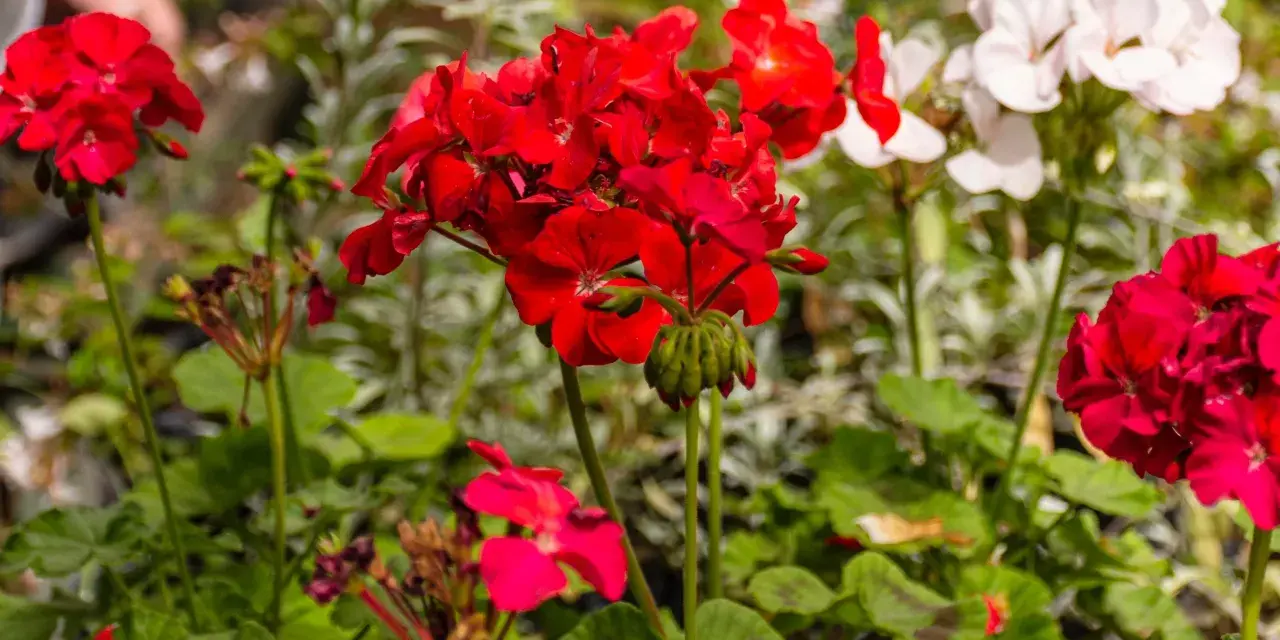 Czerwone i białe pelargonie, idealne kwiaty na balkon zachodni, kwitną w słońcu.