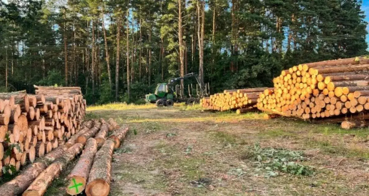 Jak uzasadnić wniosek o wycięcie drzewa, aby uniknąć problemów?
