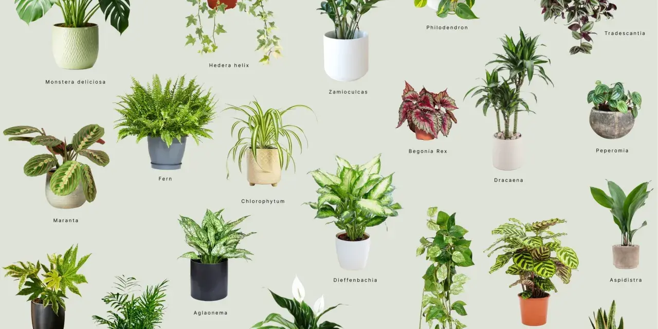 Rośliny do ciemnego pokoju: Monstera, Zamioculcas, Aglaonema, Sansevieria i inne zielone piękności.