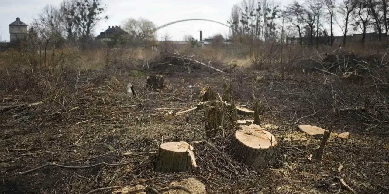 Obszar na którym wycięto drzewa w lesie - skutki i kontrowersje