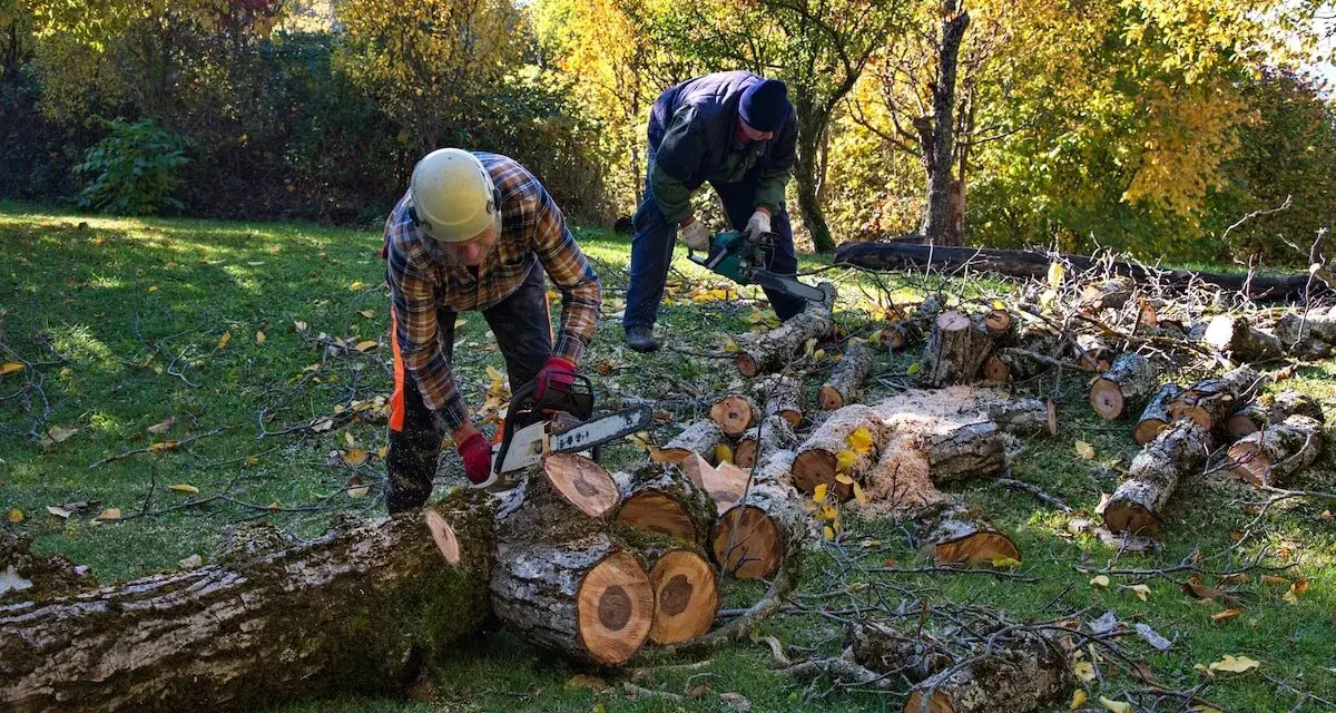 Wycinka drzew jaki VAT? Poznaj różnice między stawkami 8% a 23%