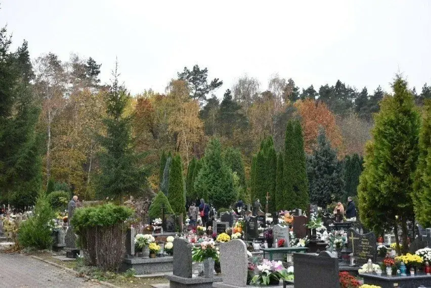 Kto płaci za wycinkę drzew na cmentarzu? Sprawdź, kto ponosi koszty