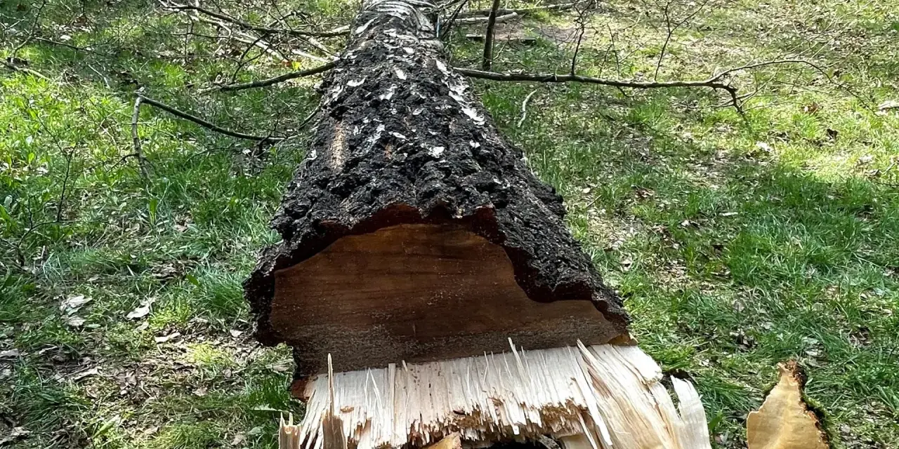 Ile bierze pilarz za wycięcie drzewa? Sprawdź koszty i czynniki wpływające