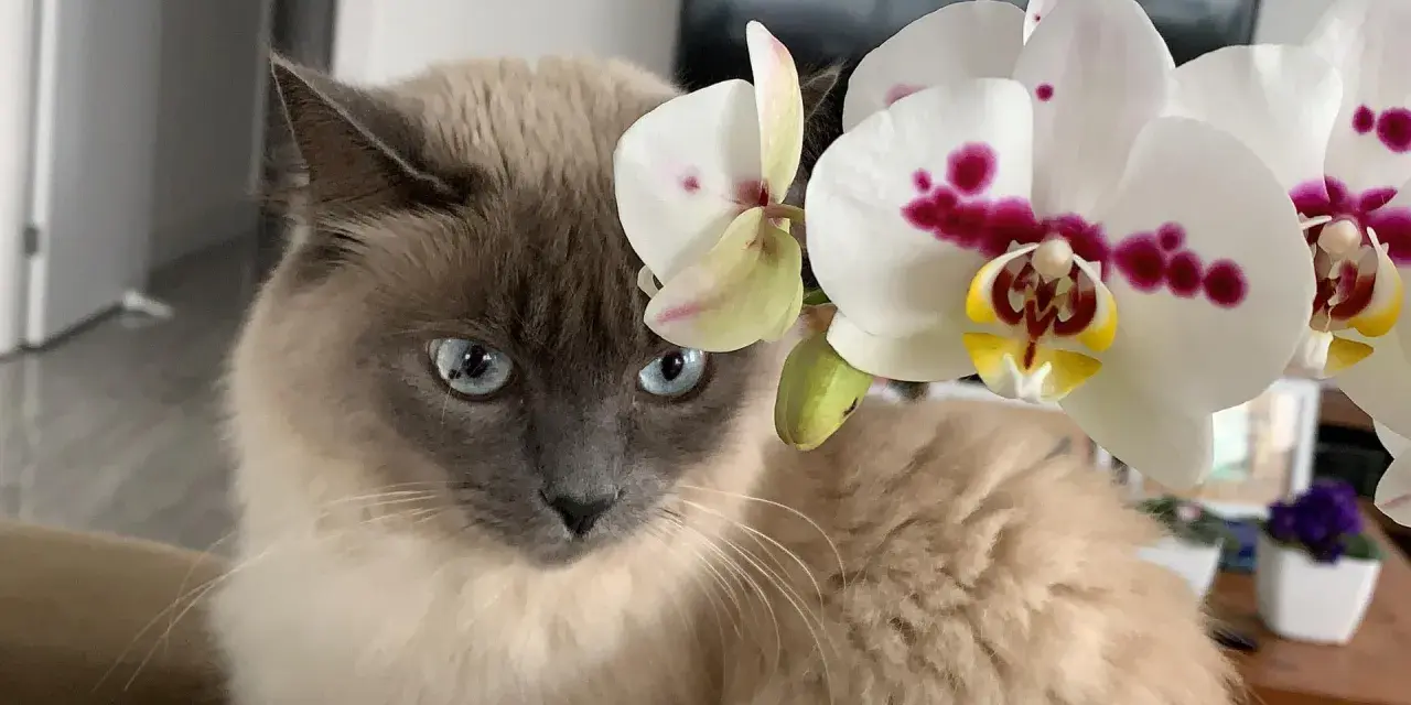 Kot z niebieskimi oczami obok białej orchidei. Czy storczyk jest trujący dla kota? Nie, storczyki są bezpieczne dla kotów.