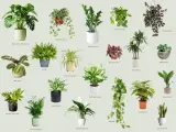 Rośliny do ciemnego pokoju: Monstera, Zamioculcas, Aglaonema, Sansevieria i inne zielone piękności.
