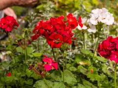 Czerwone i białe pelargonie, idealne kwiaty na balkon zachodni, kwitną w słońcu.
