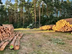 Jak uzasadnić wniosek o wycięcie drzewa, aby uniknąć problemów?