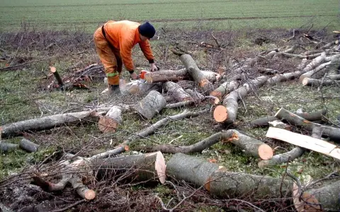 Drwal w pomarańczowym stroju używa piły łańcuchowej do cięcia powalonego drzewa.