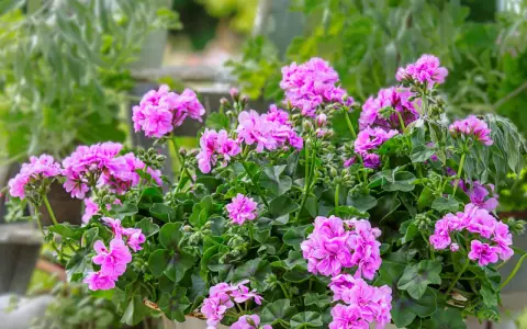 Kaskadowa pelargonia w donicy, obsypana mnóstwem różowych kwiatów.