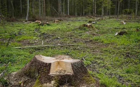 Kupa świeżo ściętych pni drzew w lesie, z widocznymi śladami wycinki.