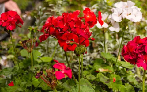 Czerwone i białe pelargonie, idealne kwiaty na balkon zachodni, kwitną w słońcu.