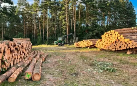 Jak uzasadnić wniosek o wycięcie drzewa, aby uniknąć problemów?