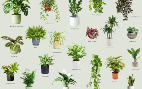 Rośliny do ciemnego pokoju: Monstera, Zamioculcas, Aglaonema, Sansevieria i inne zielone piękności.