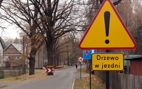 Czy trzeba zgłaszać wycinkę drzew? Sprawdź, aby uniknąć kar