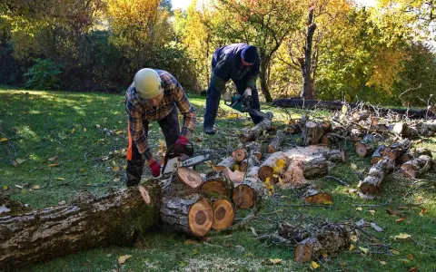 Wycinka drzew jaki VAT? Poznaj różnice między stawkami 8% a 23%
