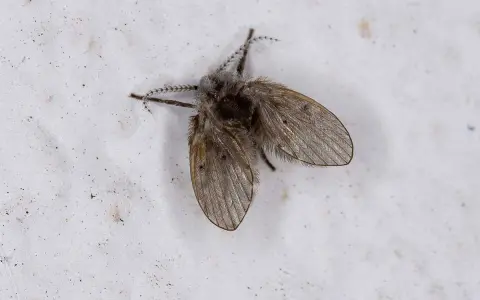 Mały, włochaty owad, przypominający ćmianki, siedzi na białej, chropowatej powierzchni.