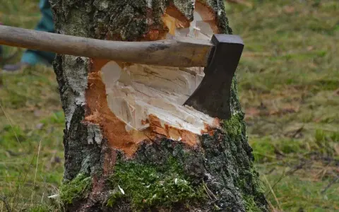 Jak zapobiec wycince drzew i chronić naszą przyrodę przed zniszczeniem