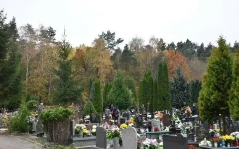 Kto płaci za wycinkę drzew na cmentarzu? Sprawdź, kto ponosi koszty