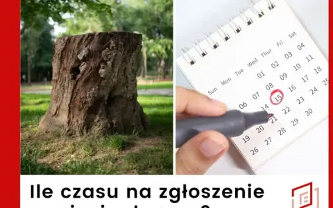 Gdzie zgłosić wycięcie drzewa? Poznaj ważne informacje i przepisy