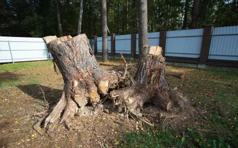 Wycinka drzew bez zezwolenia – jak skutecznie zgłosić naruszenie