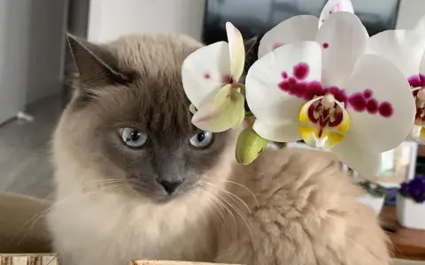 Kot z niebieskimi oczami obok białej orchidei. Czy storczyk jest trujący dla kota? Nie, storczyki są bezpieczne dla kotów.
