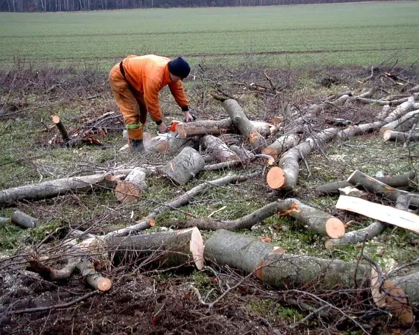 Drwal w pomarańczowym stroju używa piły łańcuchowej do cięcia powalonego drzewa.