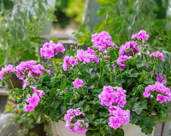 Kaskadowa pelargonia w donicy, obsypana mnóstwem różowych kwiatów.